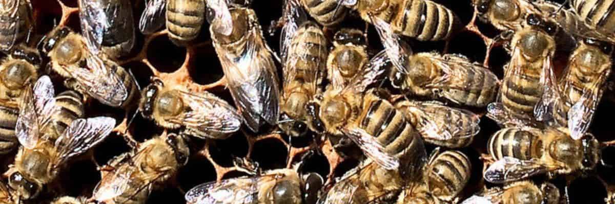 1000th bees banner