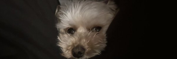 yuuka_cotori_xx Profile Banner