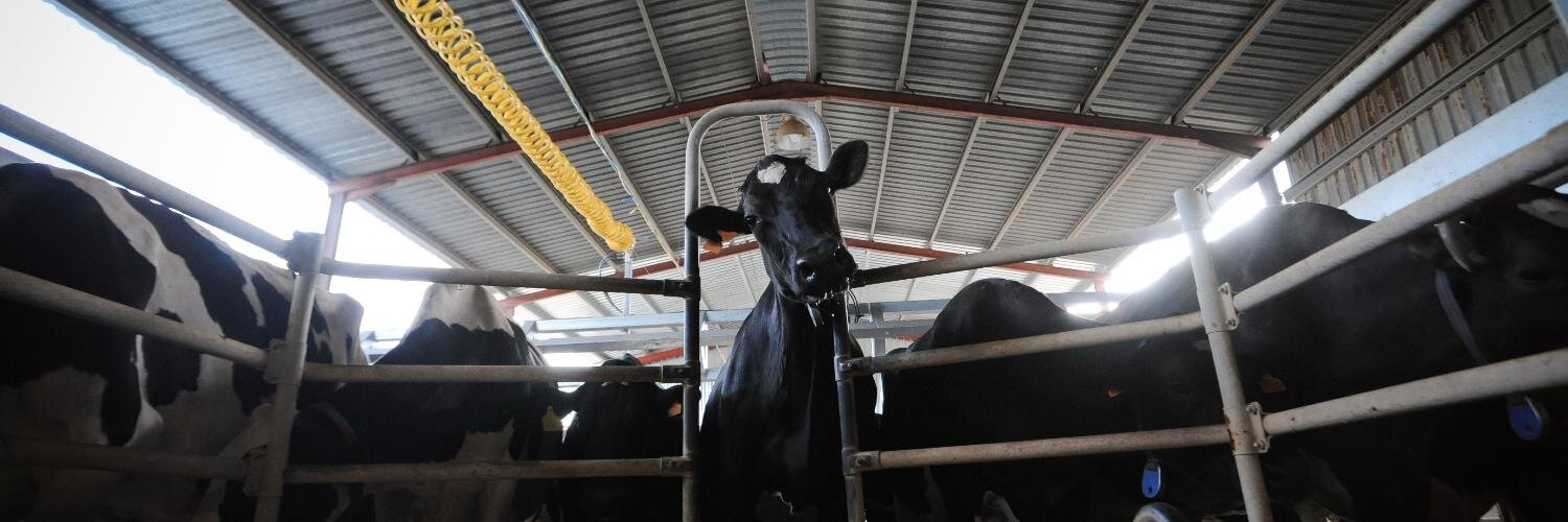 The Thinking Vegan banner