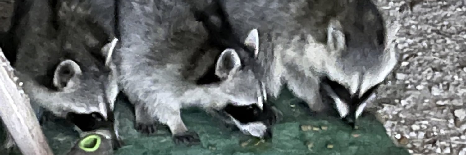 Trash_Panda4life 🟧🇺🇸🏴‍☠️'s banner