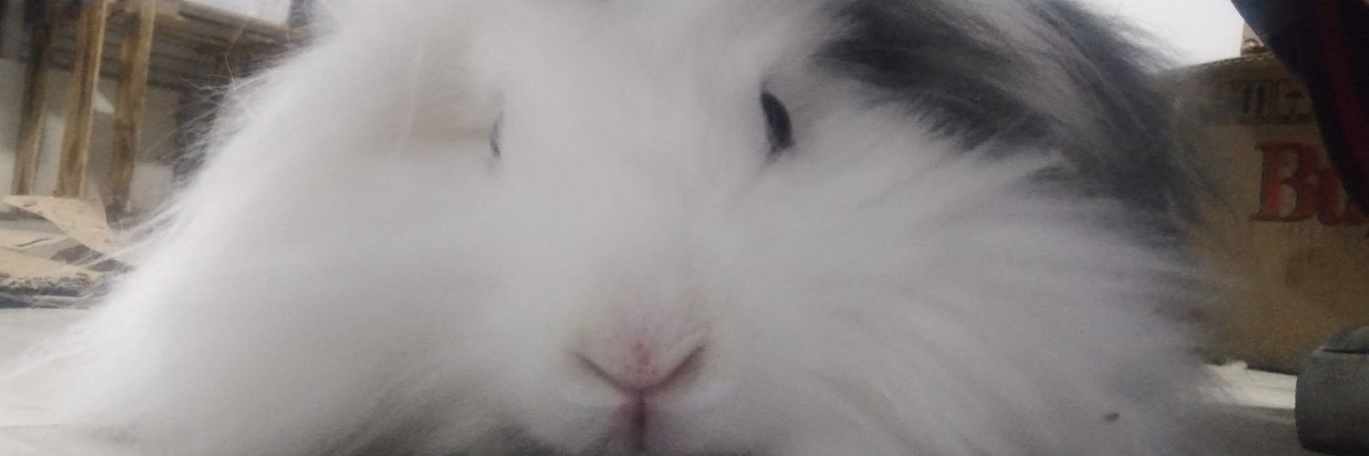 LizJo08's profile banner image