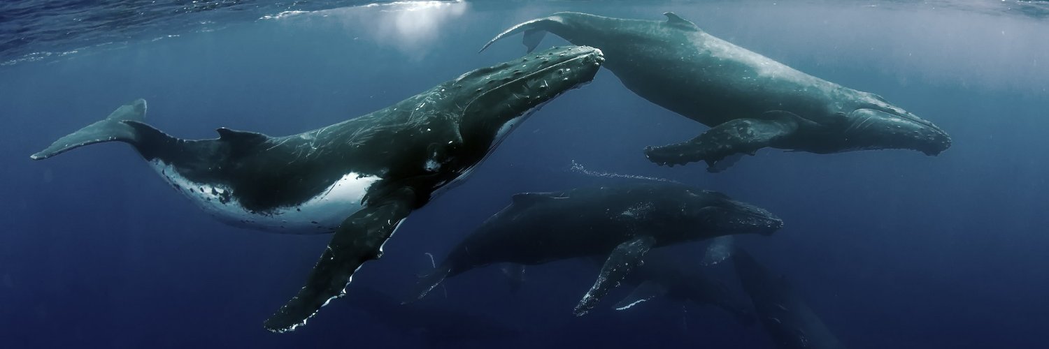 Australian Marine Conservation Society banner