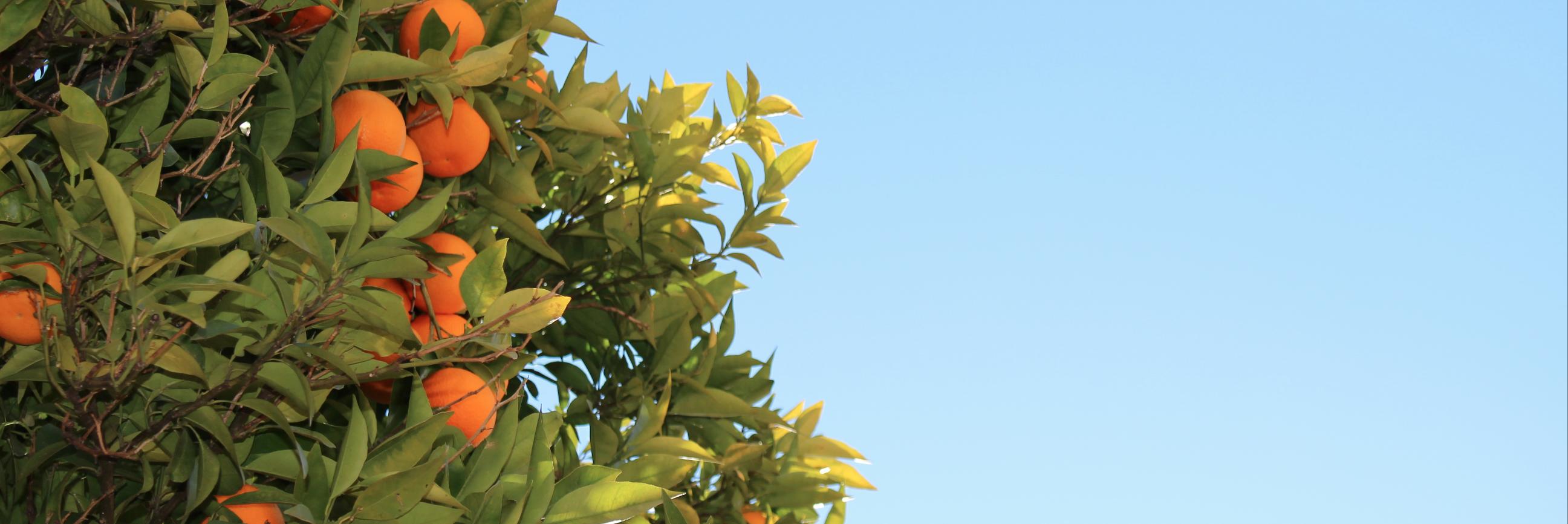 Renee Murphy banner