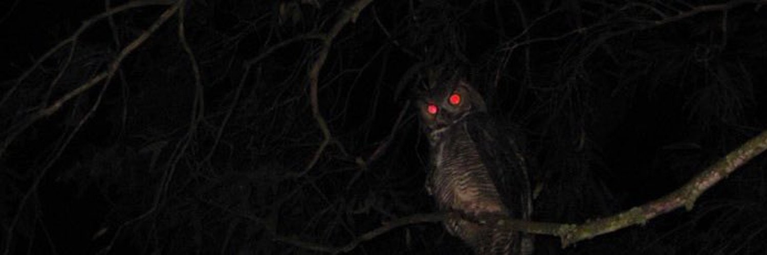 𝘼𝘿𝘼𝙈 banner