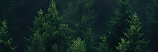 theprettyshark_'s profile banner image
