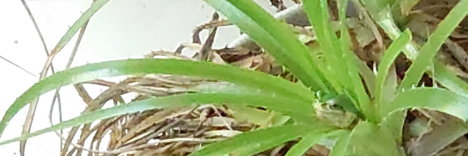 🐸カエル日記🐸 by Yumiko banner