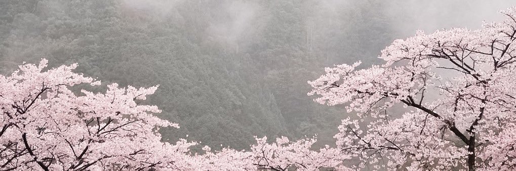 库洛米椰椰 banner