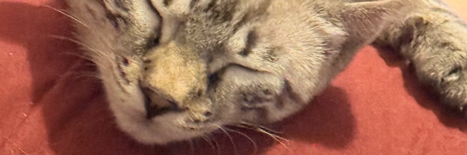 Persephone Flutterbottom banner