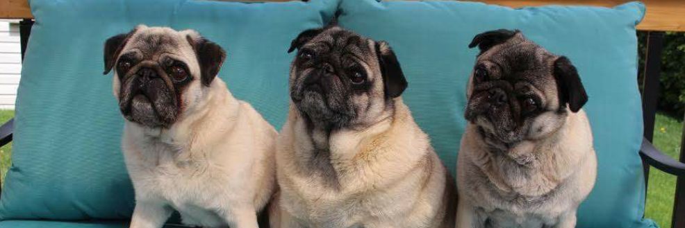 umwpugrescue's profile banner image
