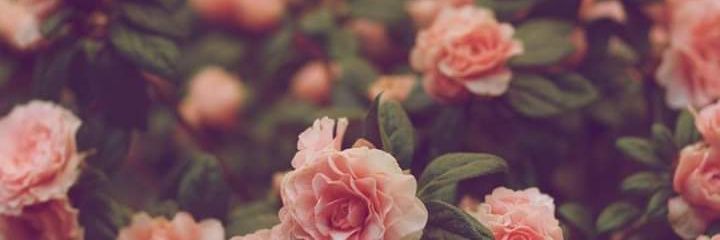 ELIZABETHDROSA's profile banner image