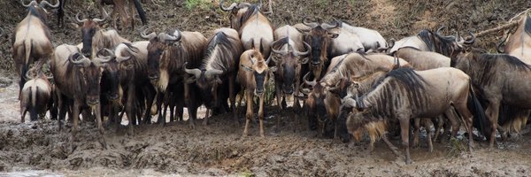 PanthaRoy Profile Banner