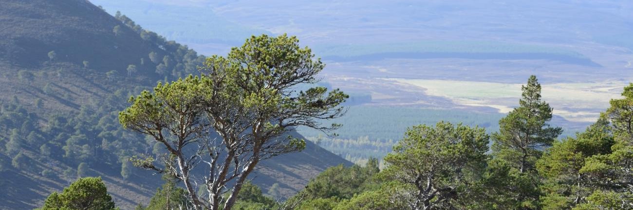 Flecktarn Fella banner