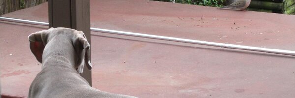 salonen Profile Banner