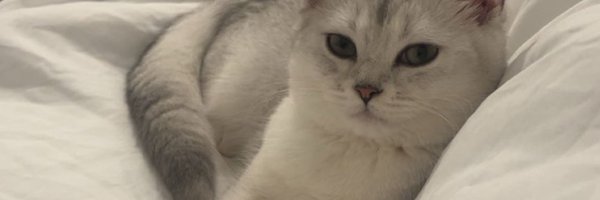 hazayii Profile Banner