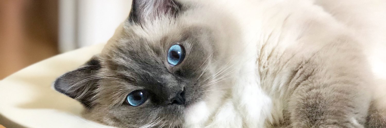 ChicBeauty_'s profile banner image