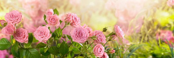 NiceFlowers09 Profile Banner