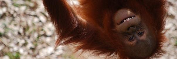ApeConservation's profile banner image