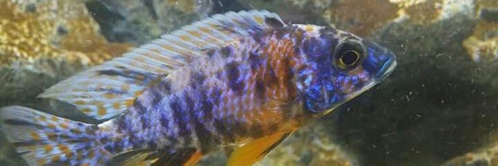LAKEMALAWI's profile banner image