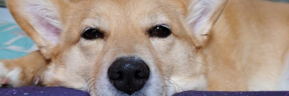 らんと…堀切3/22│池ａ！4/4.5│幕ａ！5/4│池ａ！5/24 banner