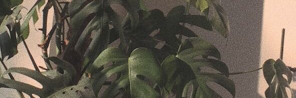 sahanayy's profile banner image