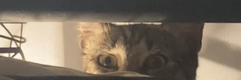 joshpeveto's profile banner image