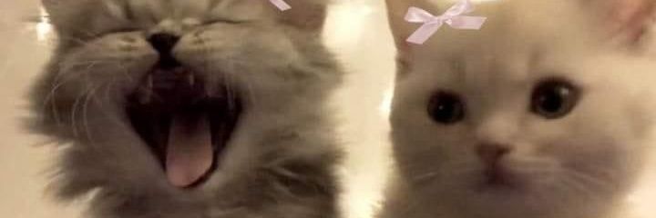 bbey, mention after dm‼️ banner