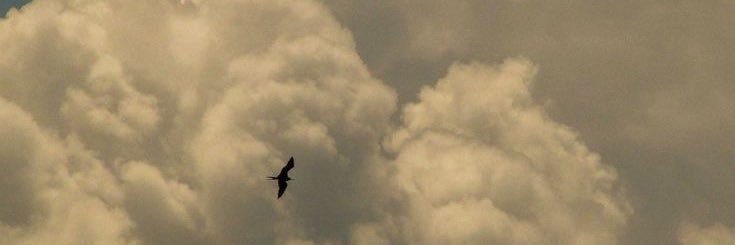 kansoy🕊️☀️ banner