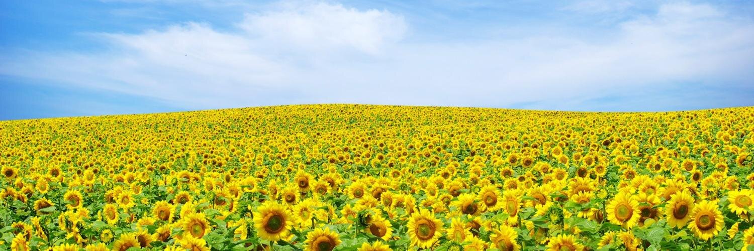 alexgealy's profile banner image