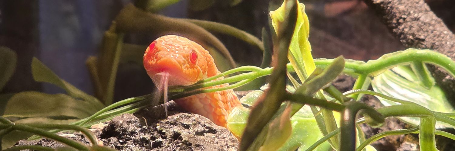 𓆣bᵤgₛ ₒₙ ₐ ₗᵢₗyₚₐd𓆣 banner