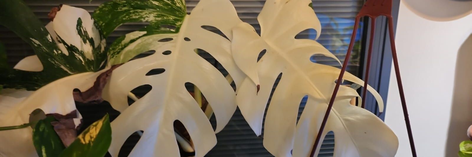 הרב אריאב שליטא banner