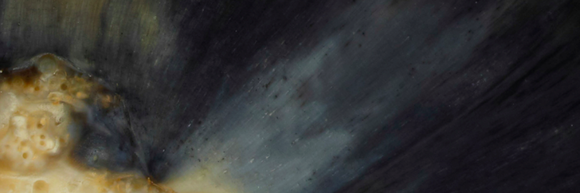 MONIQUEPEAN's profile banner image