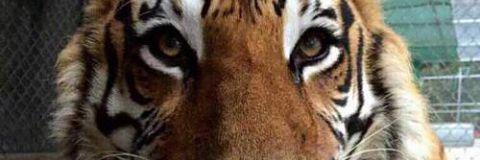 veroucedook's profile banner image