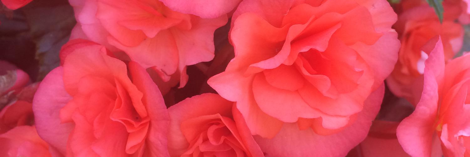 theMandyXa's profile banner image