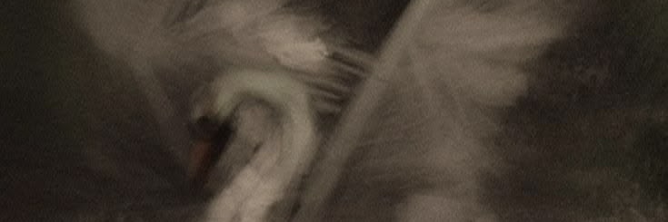 أَسْمَاءْ 🦢 banner