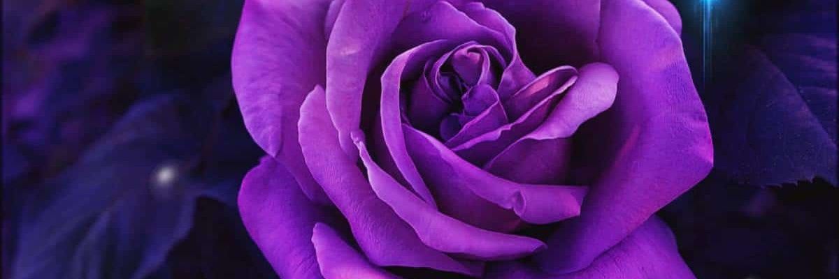 ℳ𝒜ℛ𝒲𝒜𝒩 ✨ banner