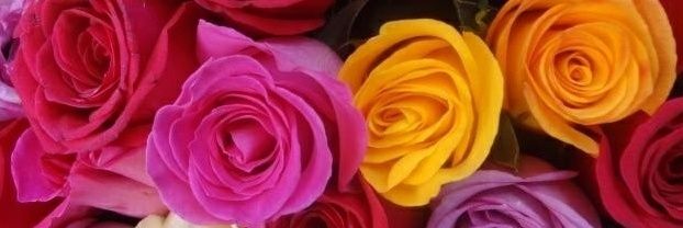 elvavera's profile banner image
