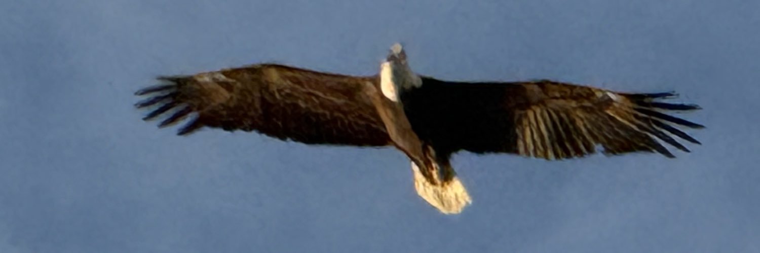 Dee Collins banner