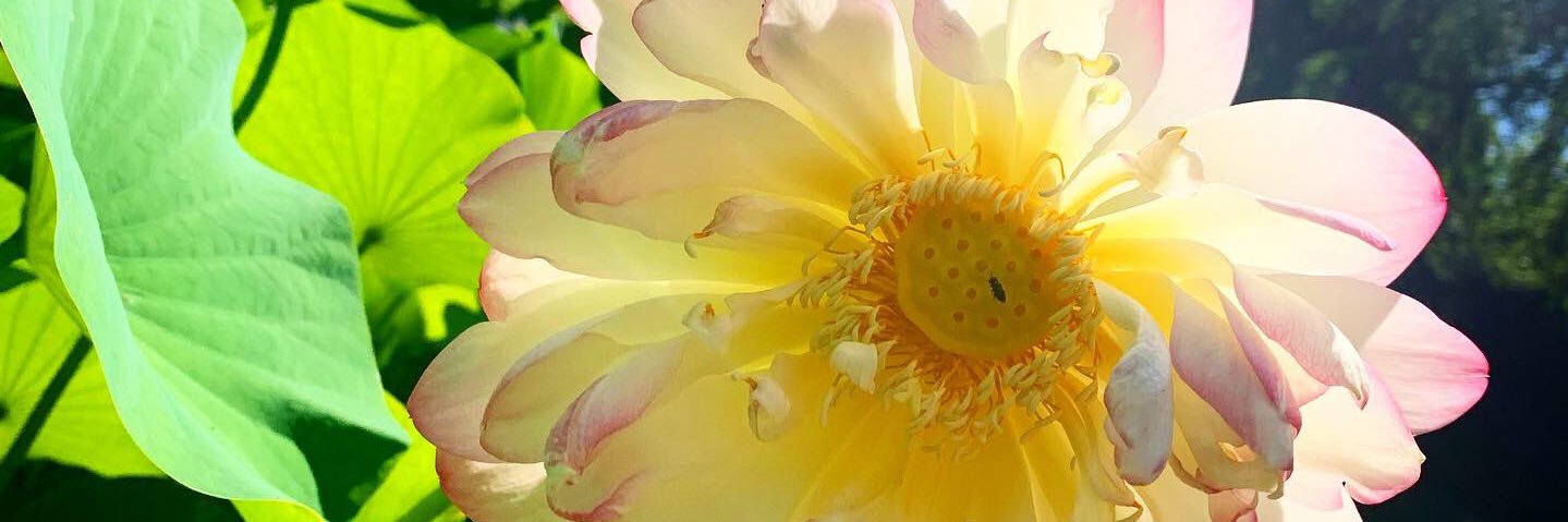 elkohl's profile banner image