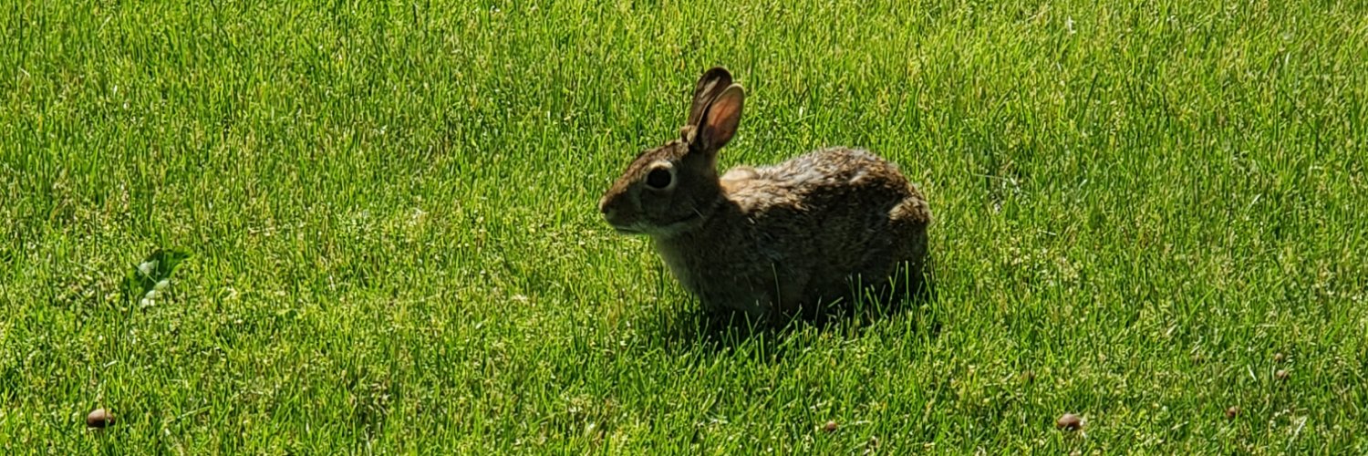 Lungs Afterborn 🫁 🩸18+ banner