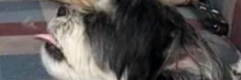 Absolute Scrumbag banner