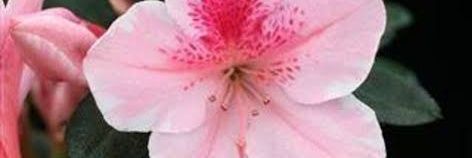 Azalea Fleura banner