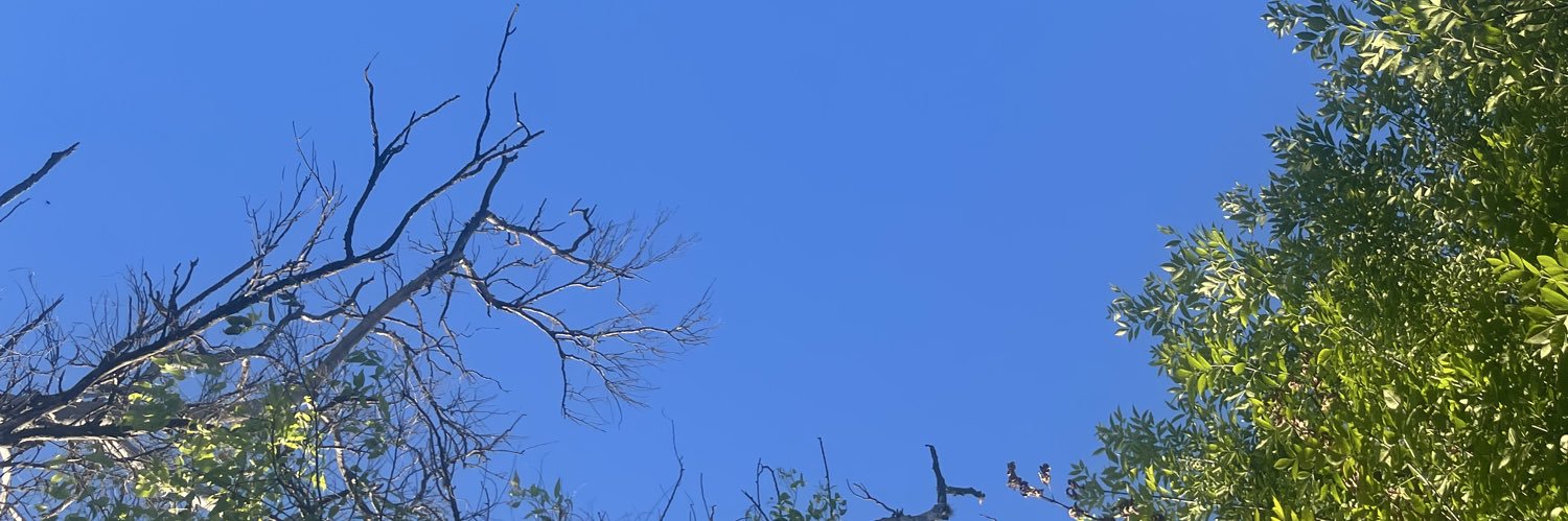 Rocio banner