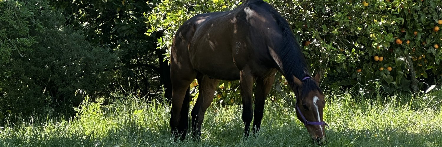 Candice Gollan banner