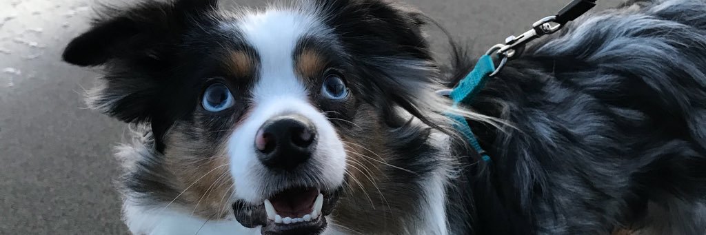 LoveMyFuzzies's profile banner image