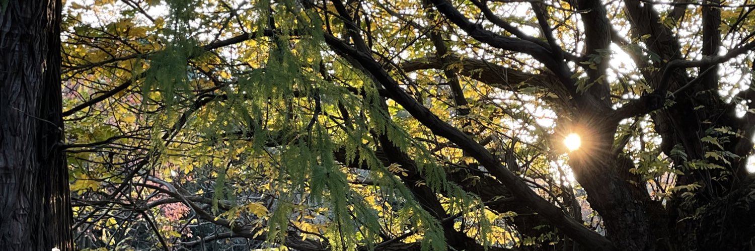 Daniel Woolfson banner