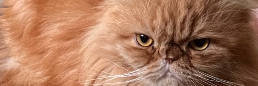 Catie🐈🇮🇷 banner