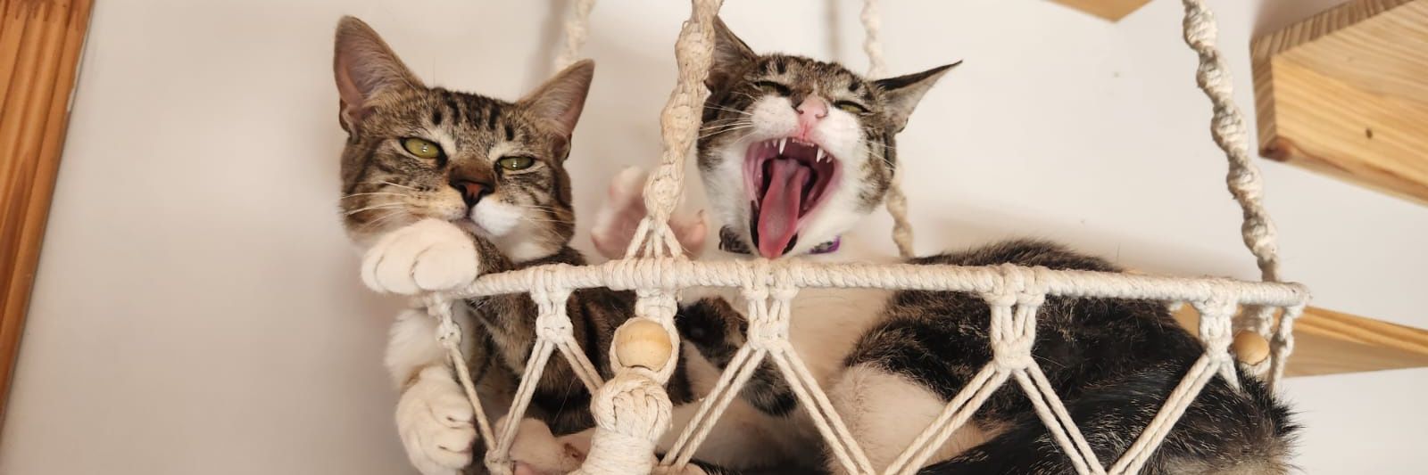 Camilo Gómez banner