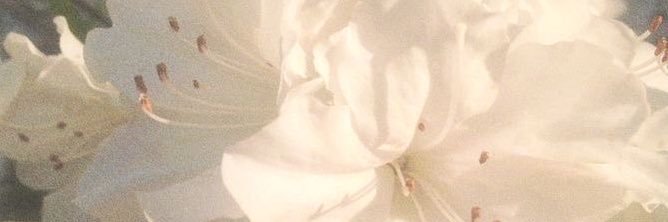 sor ❀'s banner