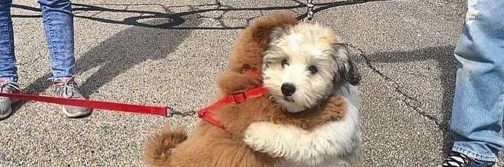 Round Animals and Memes 的个人资料封面