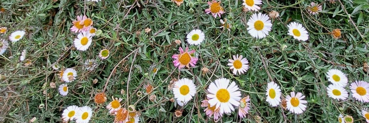 ranadie_'s profile banner image